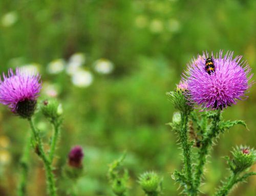 Natural Approaches to Liver Health: Alternative Medicine Practices That May Support Your Liver
